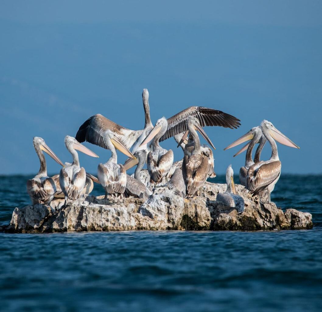 Birdwatching: Embark on an Unforgettable Birdwatching Expedition at Shkodra Lake!